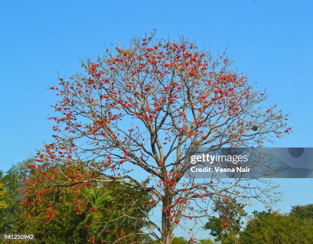 royal poinciana/flame tree/gulmohar-nagpur - delonix regia stock pictures, royalty-free photos & images