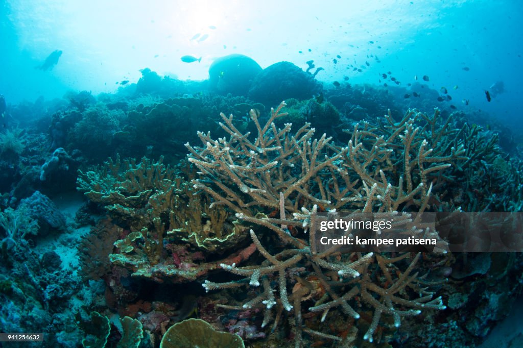 Staghorn coral in Wakatobi National Park, Indonesia.