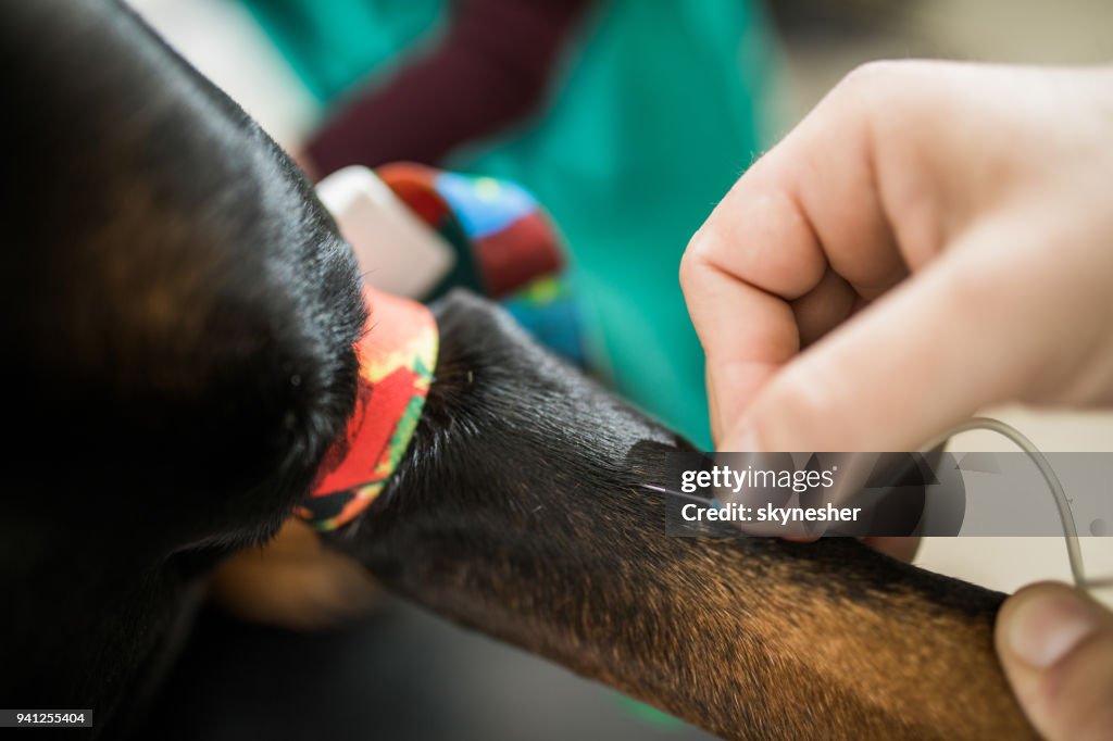 Close up of taking blood from an animal.