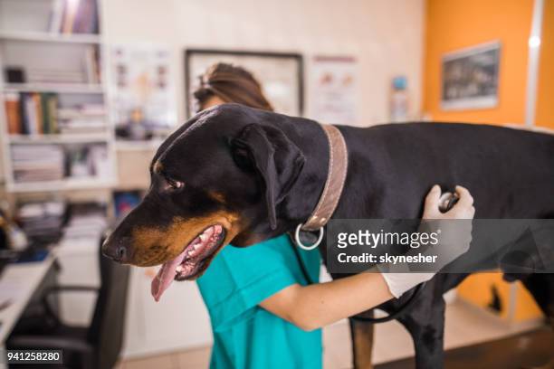 listening to doberman's heartbeat at animal hospital! - white doberman pinscher stock pictures, royalty-free photos & images
