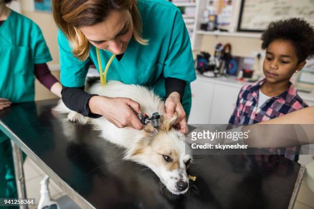 junge tierarzt prüfung des kindes hund am tierspital. - animal ear stock-fotos und bilder
