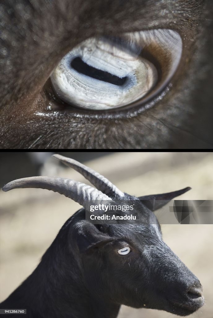 Looking at the world with different eyes