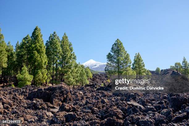 volcanic landscape with teide´s peak view in "santiago del teide" town (tenerife, canary islands) - dähncke stock pictures, royalty-free photos & images