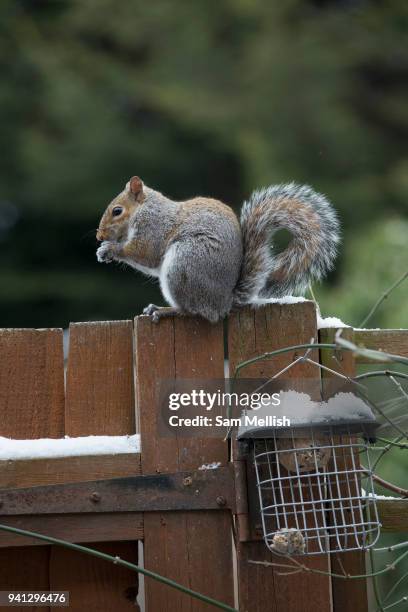 Grey squirrel on a garden fence, looking for food, following recent snow on 18th March 2018 in West Norwood in South London, United Kingdom.