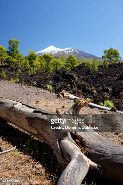 volcanic landscape with teide´s peak view in "santiago del teide" town (tenerife, canary islands) - dähncke stock pictures, royalty-free photos & images