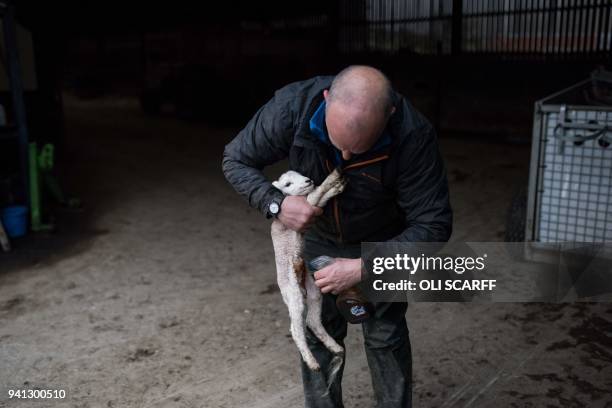 Farmer Pip Simpson sprays iodine on the umbilical cord of a small newborn lamb he collected from the fell side before keeping it in a barn on his...