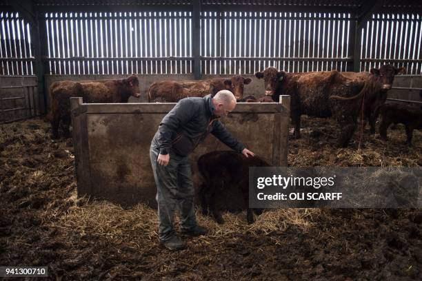 Farmer Pip Simpson inspects a newborn calf on his farm in Troutbeck village in the Lake District National Park, near the town of Ambleside, northern...