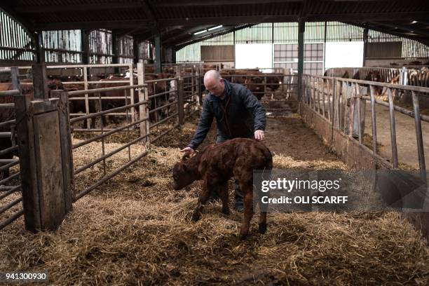 Farmer Pip Simpson inspects a newborn calf on his farm in Troutbeck village in the Lake District National Park, near the town of Ambleside, northern...