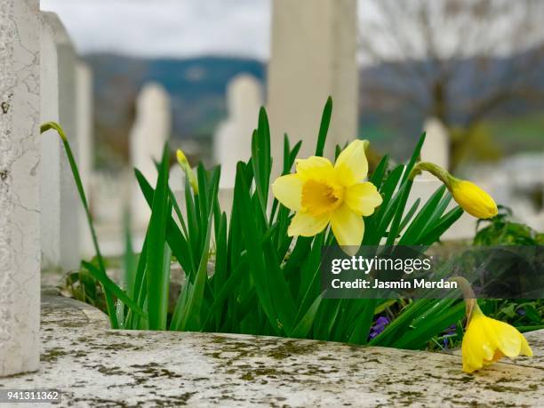 cemetery for muslim people in sarajevo bosnia - ethnische säuberung stock-fotos und bilder