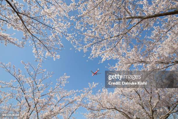 cherry blossoms and airplane in japan - narita foto e immagini stock