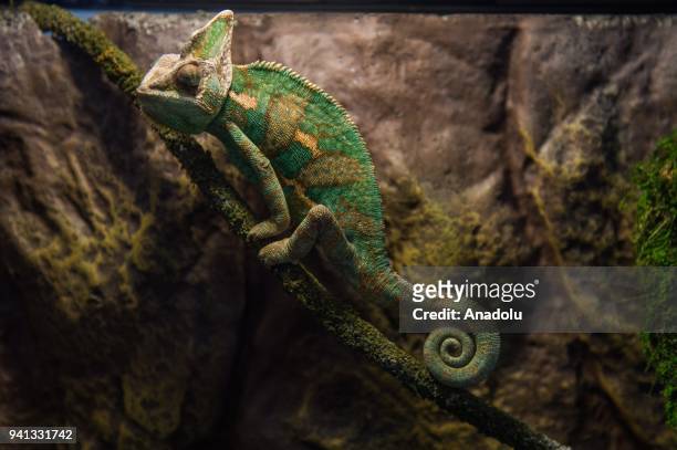 Chameleon calytrans is seen at the Foundation Epicrates,the first center of rehabilitation and care for homeless exotic animals in Lublin, Poland on...