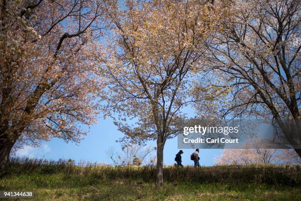 Visitors walk under cherry blossom trees as they visit Mount Yoshino on April 3, 2018 in Yoshino, Japan. The town of Yoshino in Nara Prefecture has...