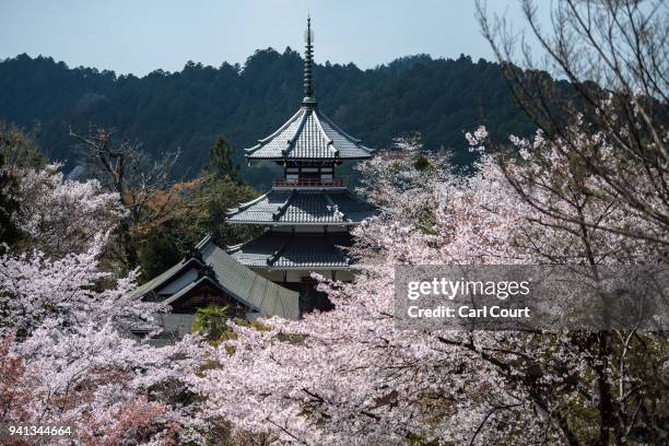 Blooming cherry blossom trees surround a pagoda on April 3, 2018 in Yoshino, Japan. The town of Yoshino in Nara Prefecture has become famous...