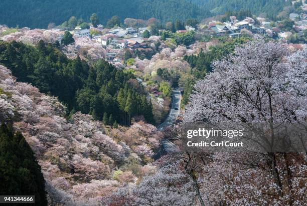 Cherry blossom blooms on hillsides near Mount Yoshino on April 3, 2018 in Yoshino, Japan. The town of Yoshino in Nara Prefecture has become famous...