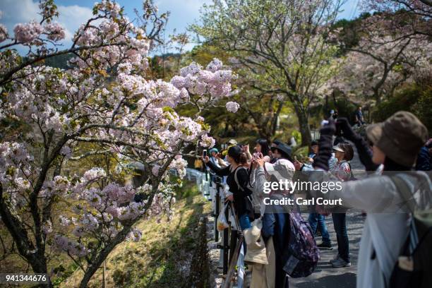 Visitors view cherry blossom on Mount Yoshino on April 3, 2018 in Yoshino, Japan. The town of Yoshino in Nara Prefecture has become famous throughout...