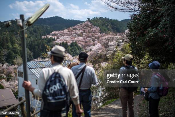 Visitors stop to view cherry blossom trees growing on a nearby hillside on April 3, 2018 in Yoshino, Japan. The town of Yoshino in Nara Prefecture...