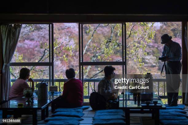 People eat in a restaurant overlooking cherry blossom trees on April 3, 2018 in Yoshino, Japan. The town of Yoshino in Nara Prefecture has become...