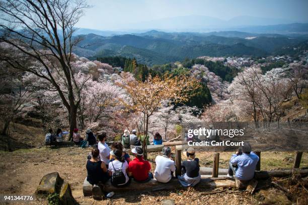Visitors view cherry blossom trees as they relax on Mount Yoshino on April 3, 2018 in Yoshino, Japan. The town of Yoshino in Nara Prefecture has...