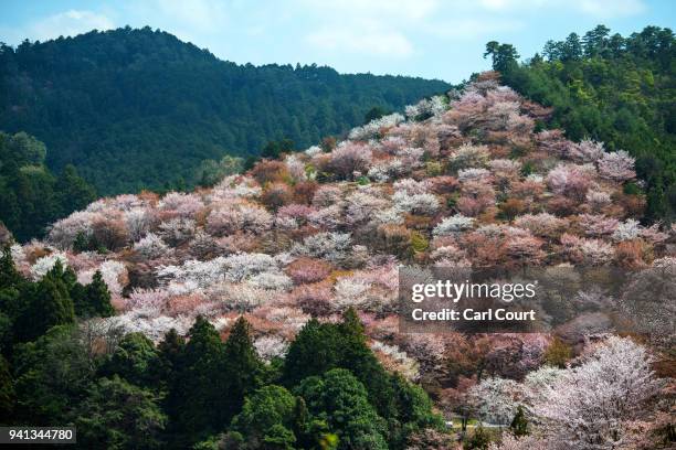 Cherry blossom blooms on a hillside near Mount Yoshino on April 3, 2018 in Yoshino, Japan. The town of Yoshino in Nara Prefecture has become famous...