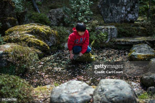 Boy plays by a rockpool on April 3, 2018 in Yoshino, Japan. The town of Yoshino in Nara Prefecture has become famous throughout Japan for the...