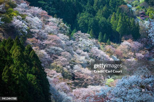 Cherry blossom blooms on a hillside near Mount Yoshino on April 3, 2018 in Yoshino, Japan. The town of Yoshino in Nara Prefecture has become famous...
