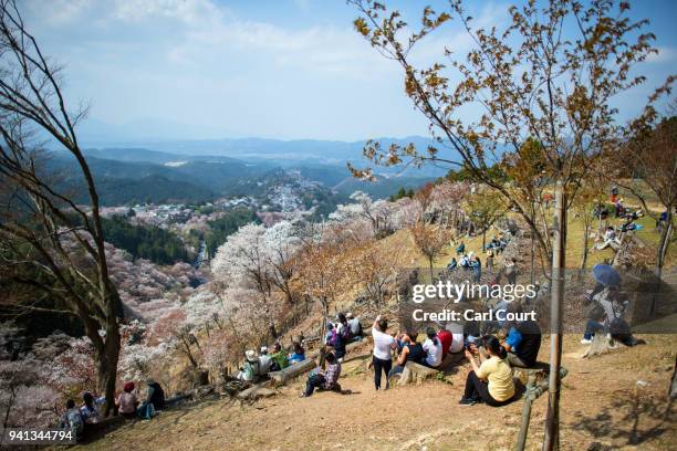 Visitors view cherry blossom trees as they relax on Mount Yoshino on April 3, 2018 in Yoshino, Japan. The town of Yoshino in Nara Prefecture has...