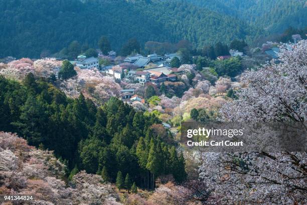 Cherry blossom blooms on hillsides near Mount Yoshino on April 3, 2018 in Yoshino, Japan. The town of Yoshino in Nara Prefecture has become famous...
