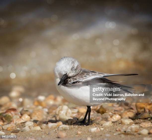 tiny bird preening against beautiful gold background - wader bird stock-fotos und bilder