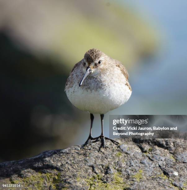 portrait of a pudgy little bird (dunlin) on a rock at jones beach - dunlin bird stock pictures, royalty-free photos & images