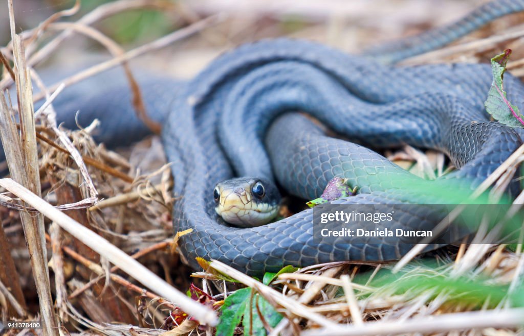 Southern Black Racer