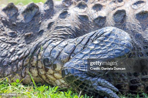 Stunning Alligator Skin Health Specialists image