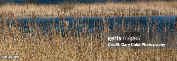 reeds and pond at dungeness nature reserve - gary colet - fotografias e filmes do acervo