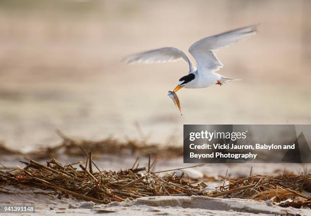 least tern flying against sand with a fish - least tern stock pictures, royalty-free photos & images
