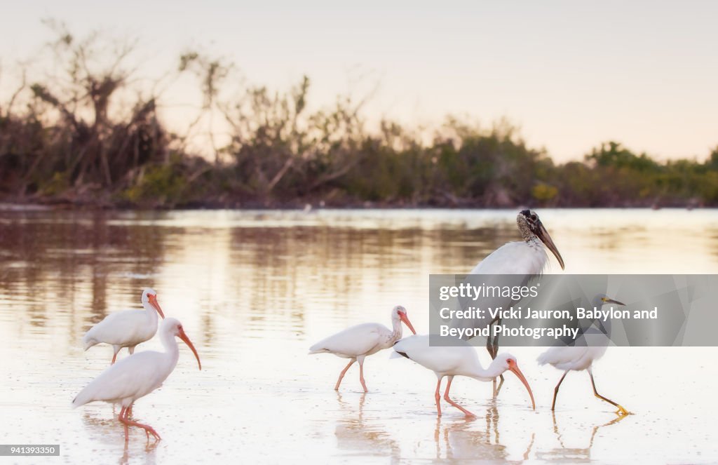 A Wood Stork with a Group of Ibis and a Snowy Egret