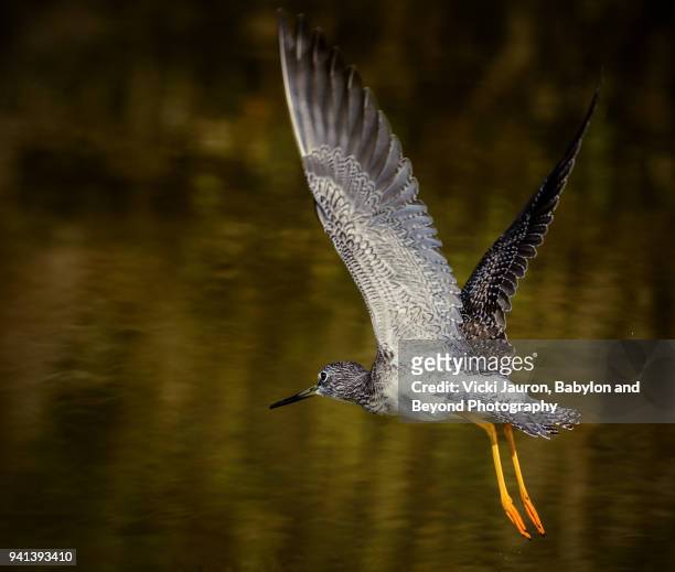 lesser yellow legs in flight with wings up and legs down - estero stock pictures, royalty-free photos & images