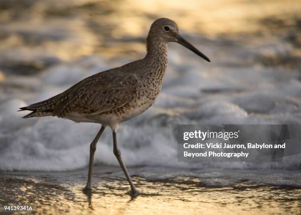 willet walking along shore at sunset - estero stock pictures, royalty-free photos & images