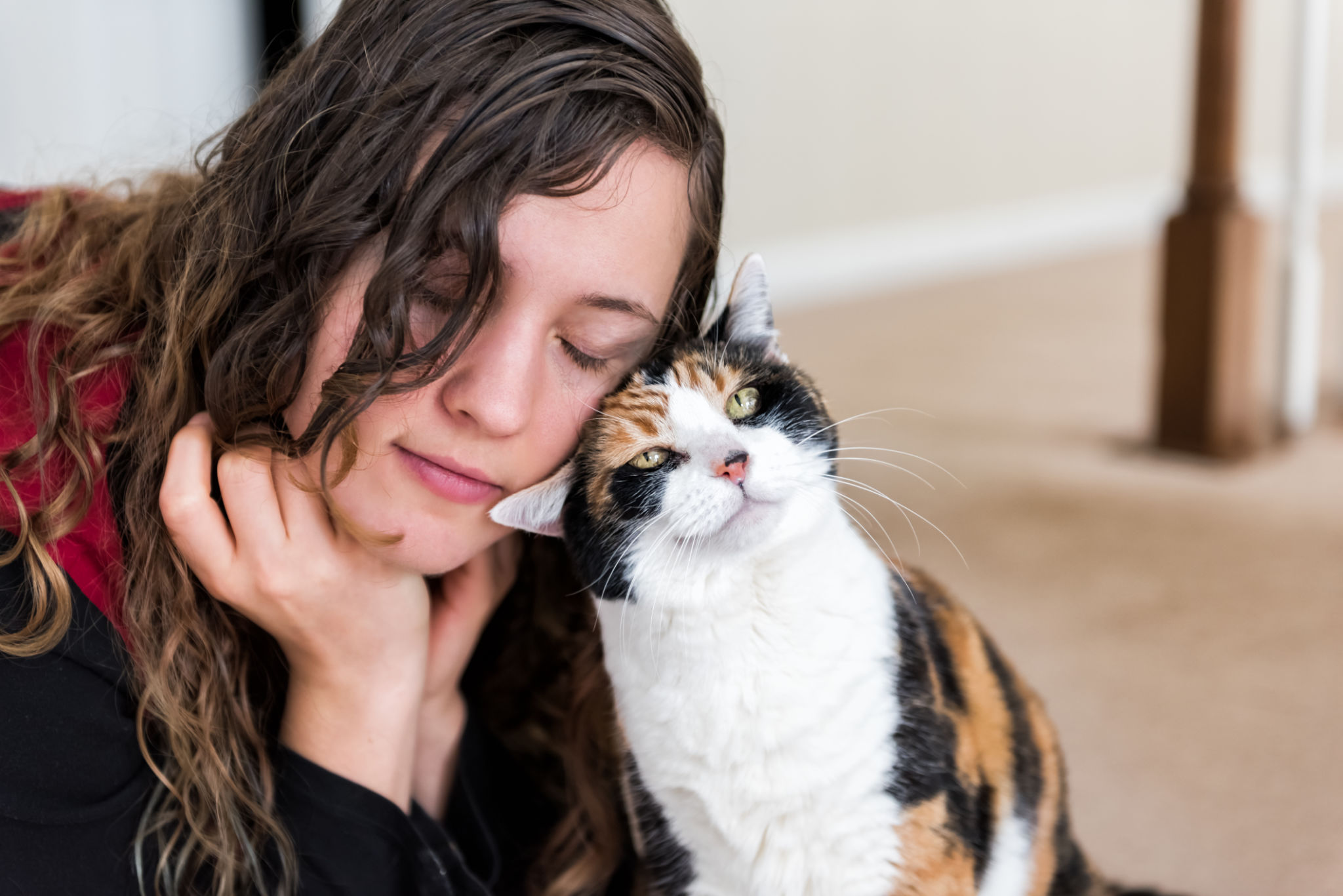pet comfort