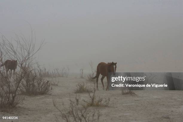 Horses walking through a dust storm in Faryab, Afghanistan, an area under the control of General Dostum.