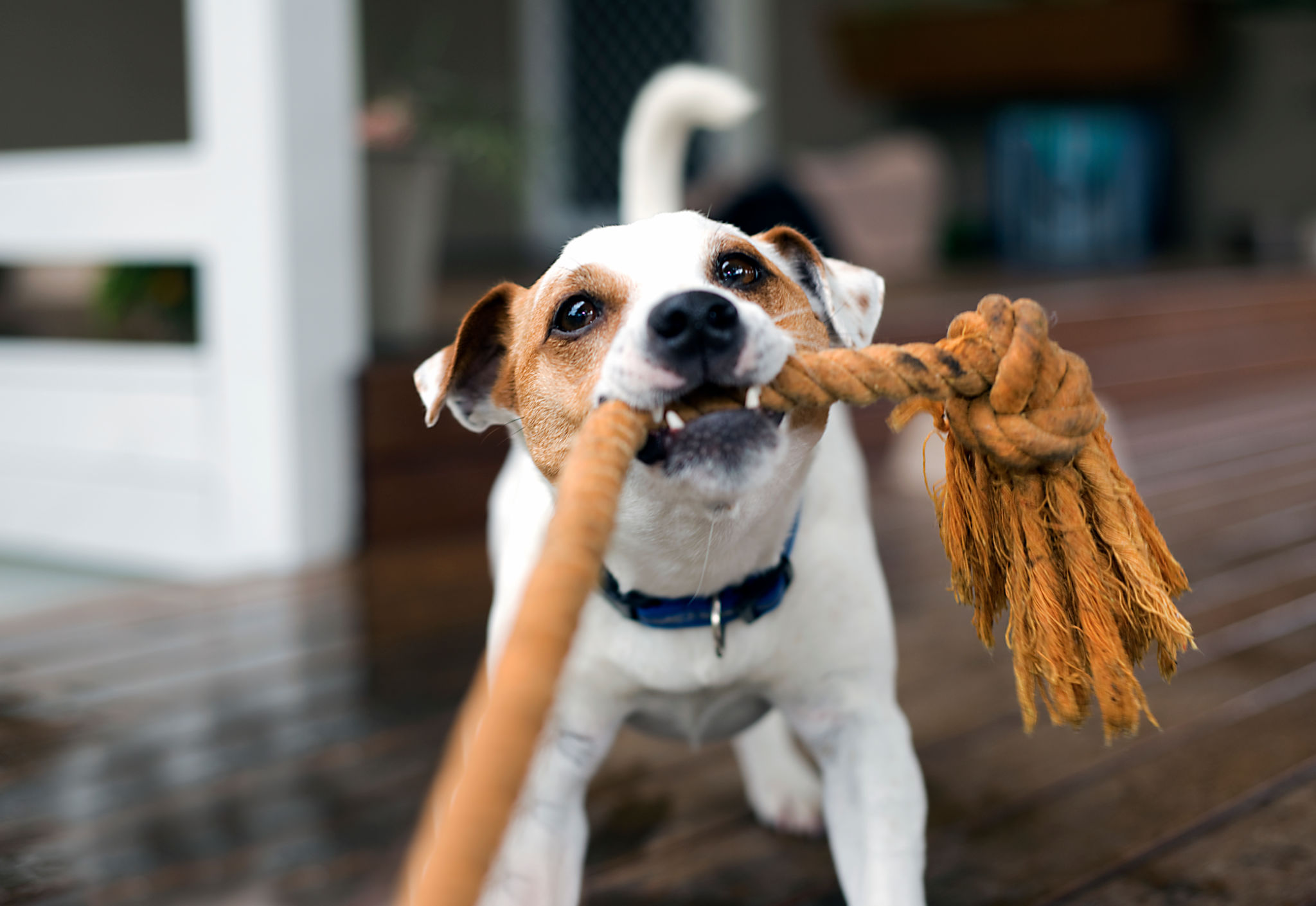dog with rope