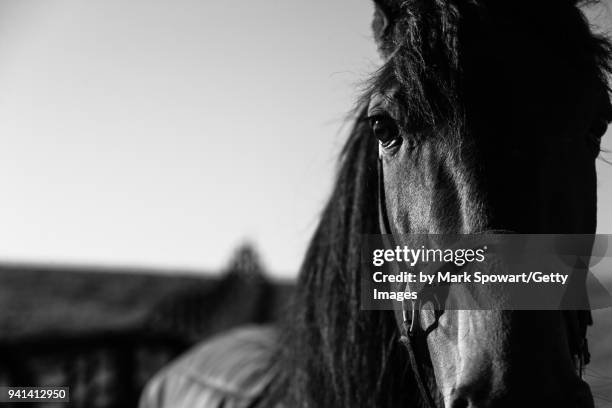 equine photography - black and white landscape stock pictures, royalty-free photos & images