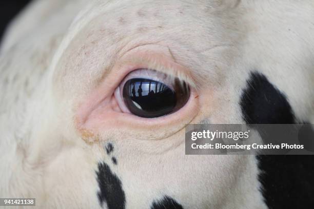 reflections are seen in the eye of a cow - cow eyes stock pictures, royalty-free photos & images