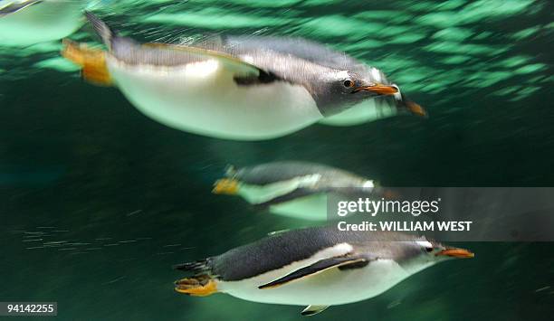 Gentoo penguin speed through their 100,000-litre pool that is a constantly chilly seven degrees Celsius and an environment that includes a light...