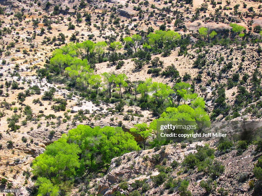 Green trees in the shape of an S, Boulder, Utah
