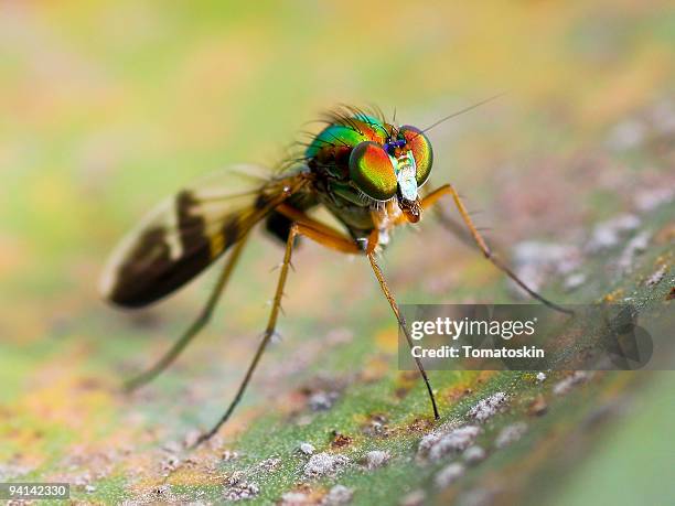 dolichopodidae - dolichopodidae stock pictures, royalty-free photos & images