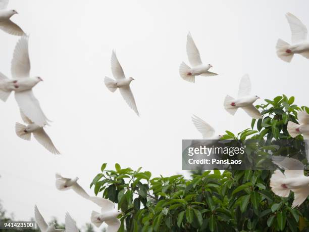 group of dove flying - white pigeon stock-fotos und bilder