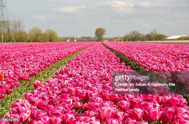 pink tulips - lisse stock pictures, royalty-free photos & images