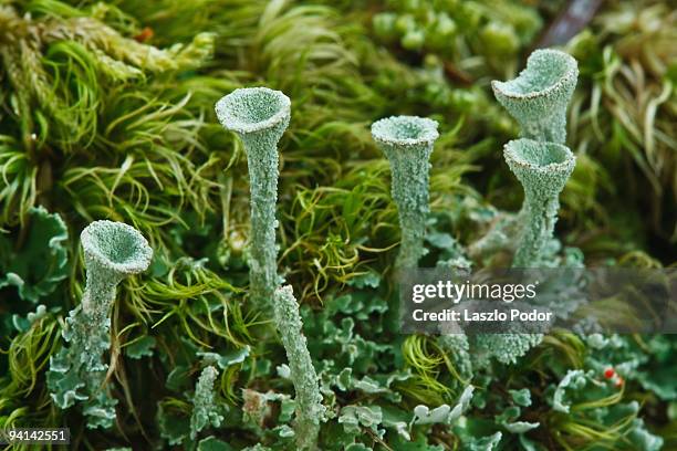 british soldier lichen (cladonia cristatella) - cladonia stock pictures, royalty-free photos & images