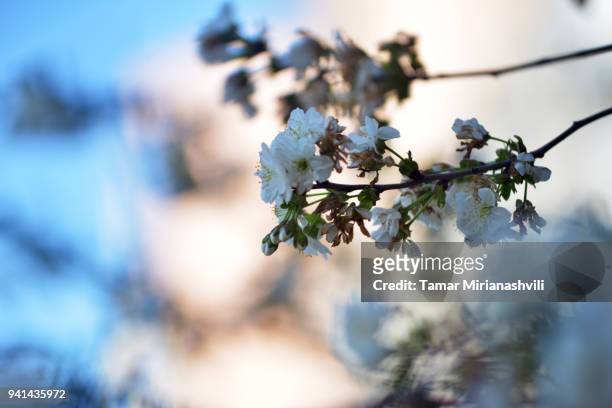 cherry blossom  - flowers on cherry tree branch - tamar mirianashvili stock-fotos und bilder