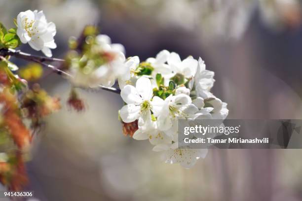 cherry blossom  - close up - tamar mirianashvili stock-fotos und bilder