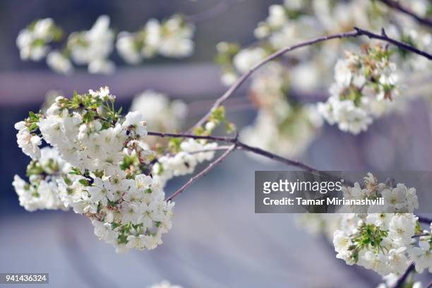 cherry blossom  - flowers on cherry tree branch - tamar of georgia fotografías e imágenes de stock